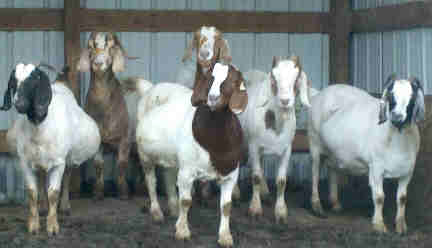 My Boer Gals!